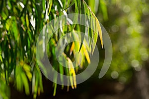 Green tree branches of agonis flexuosa in sunny garden at summer day