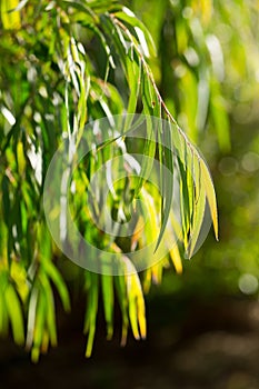 Green tree branches of agonis flexuosa in sunny garden at summer day