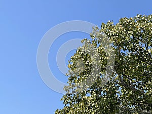 green tree branches on blue sky background