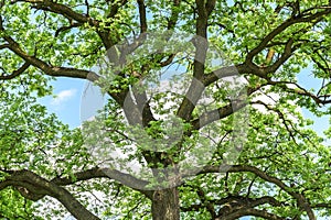 Green Tree Branches In Forest