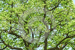 Green Tree Branches In Forest