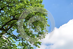 Green Tree Branches In Forest