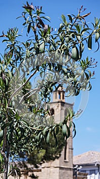 Green tree branches leaves on the background of buildings