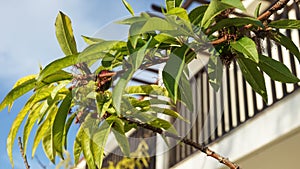 Green tree branches leaves flora