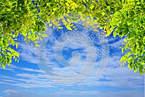 Green tree branches leaves frame on blue sky and clouds nature background