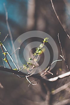 Green tree branches in spring, flora, natura