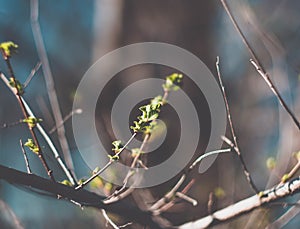 Green tree branches in spring, flora, natura