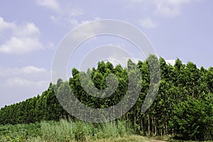 Green tree with bright sun light