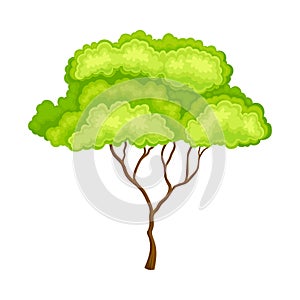 Green Tree with Brown Trunk and Leafy Crown as Forest Element Vector Illustration