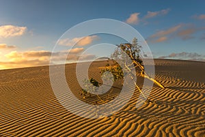 Green tree buried by sand in the desert