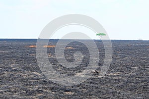 Green tree in a burned field photo