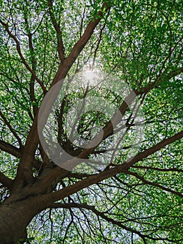 Green tree bush on blue sky and sunshine, green leaves,  nature background