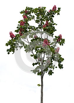 Green tree chestnut Aesculus carnea with bright red flowers.