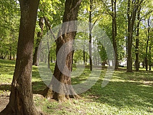 Green tree in city park, sunny day