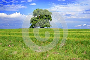 Green tree and cloudy blue sky