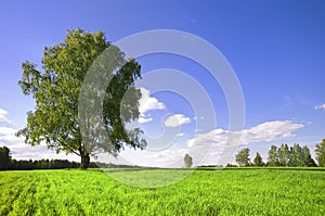 Green tree and cloudy sky