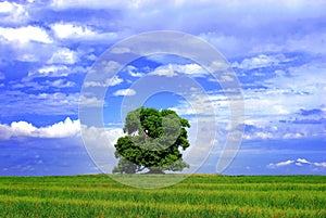 Green tree and cloudy sky