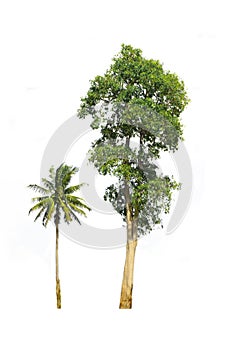 Green tree and coconut on isolated, an evergreen leaves plant di cut on white background with clipping path.