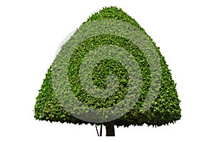 Green Tree cone shape isolated on white background, clipping path