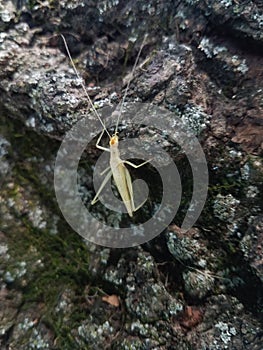 Green tree cricket