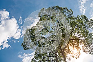 Green tree crown on blue sky background