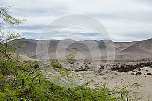 Green tree and desert behind