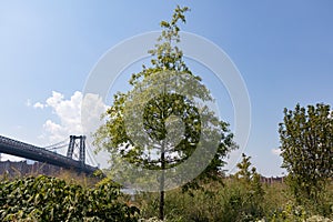 Green Tree at Domino Park with the Williamsburg Bridge in the Background in Williamsburg Brooklyn New York during Summer
