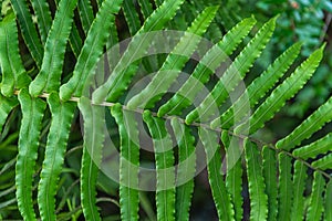 Green tree fern leaf - New Zeaand