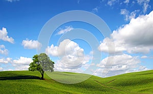 Green tree in the field