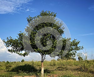 A green tree in the field