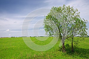 Green tree on the field and cloudy sky