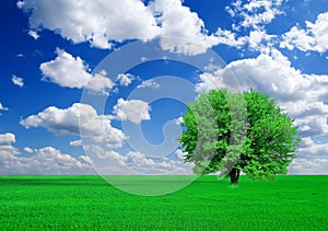 Green tree in a fields