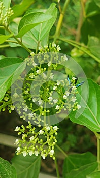 Green tree flower bee fly leave