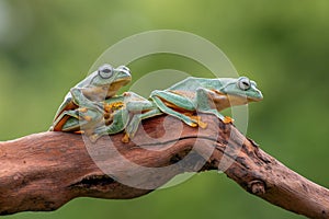 Green tree flying frog on tree branch ,Rhacophorus reinwardtii