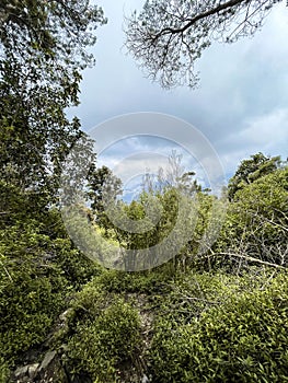 Green tree forest in city public park with green meadow grass nature landscape. Cianjur, Indonesia, March 16, 2023