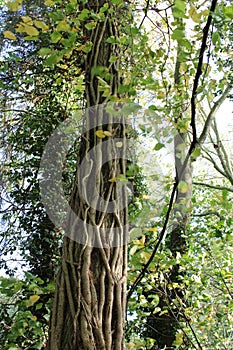 Green tree in a forest setting with vines growing on the trunk.