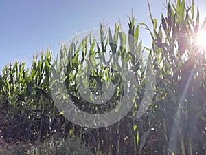 Growing corn. Maize growing on a field