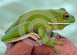 Green Tree Frog