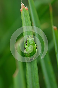 Green tree frog