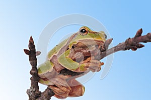 Green tree frog