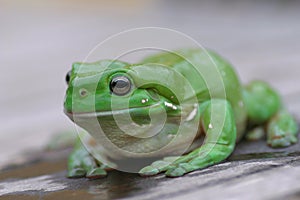 Green Tree Frog