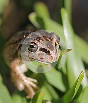 Green Tree Frog