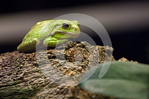 Green Tree Frog