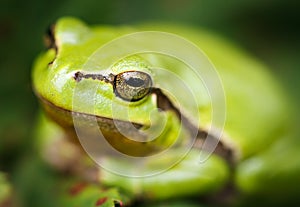 Green tree frog