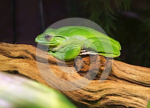 Green Tree Frog.