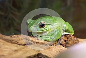 Green Tree Frog.