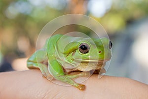 Green Tree Frog