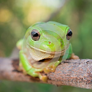 Green Tree Frog