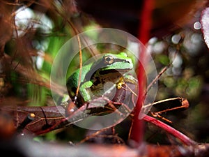 Green tree frog