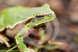 Green Tree Frog